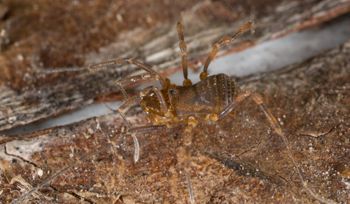 Media type: image; Invertebrate Zoology 138109